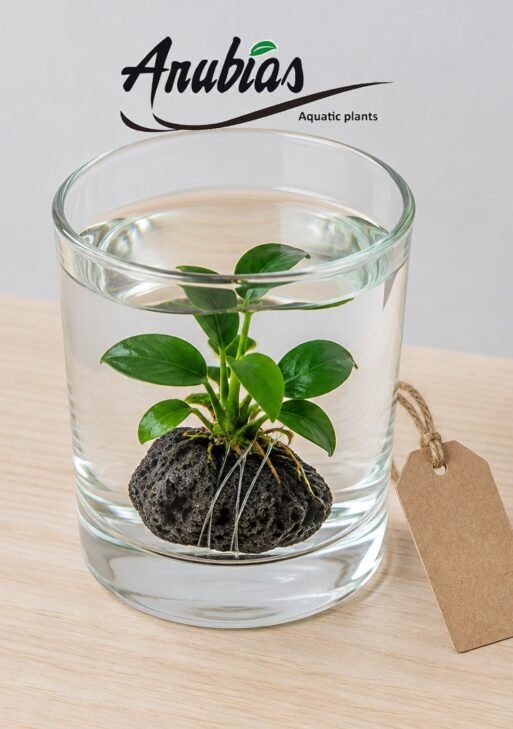 Desk Plant Gift — Anubias on Lava Rock (Grows in Water, No Soil)