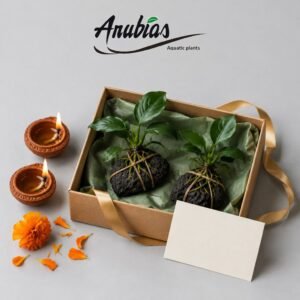 Diwali Duo (under  1,000) gift from Anubias.in