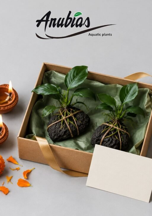 Diwali Gift Hamper Under ₹1,000 — Anubias Duo on Lava Rock