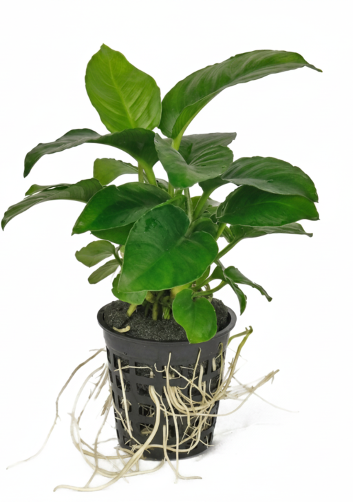 Anubias heterophylla