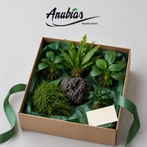 Premium Hamper gift from Anubias.in