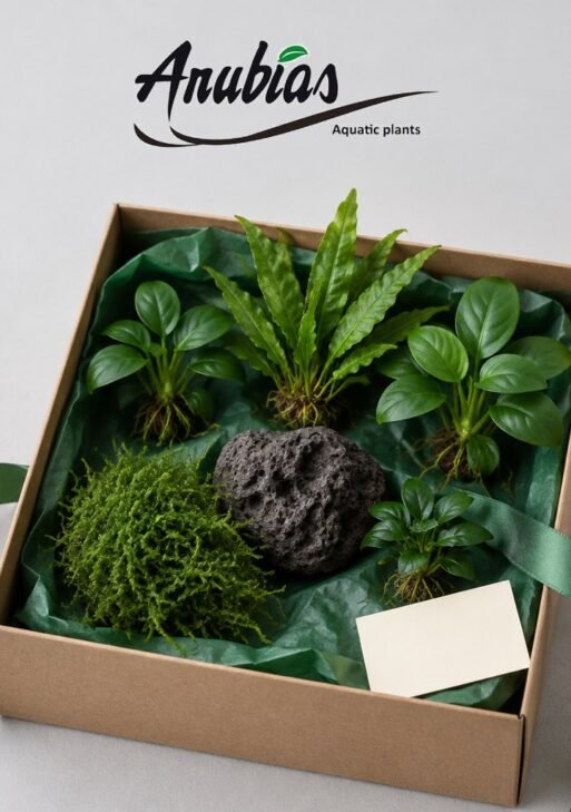 Anubias Gift Hamper — Premium (5 Plants + Lava Rock)