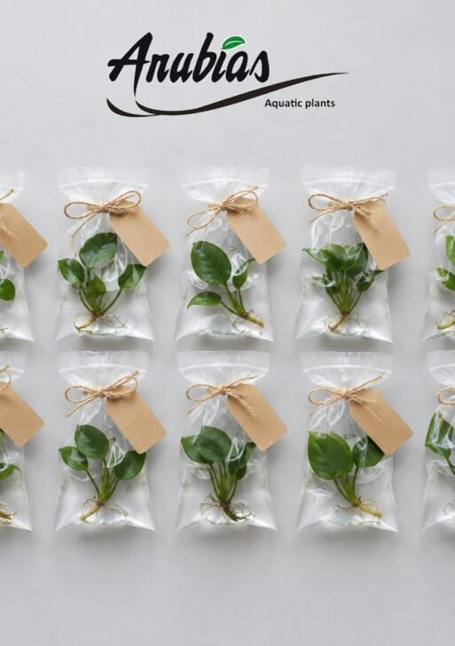 Return Gift Plants — Pack of 10 Mini Anubias