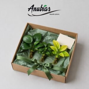 Starter Hamper gift from Anubias.in
