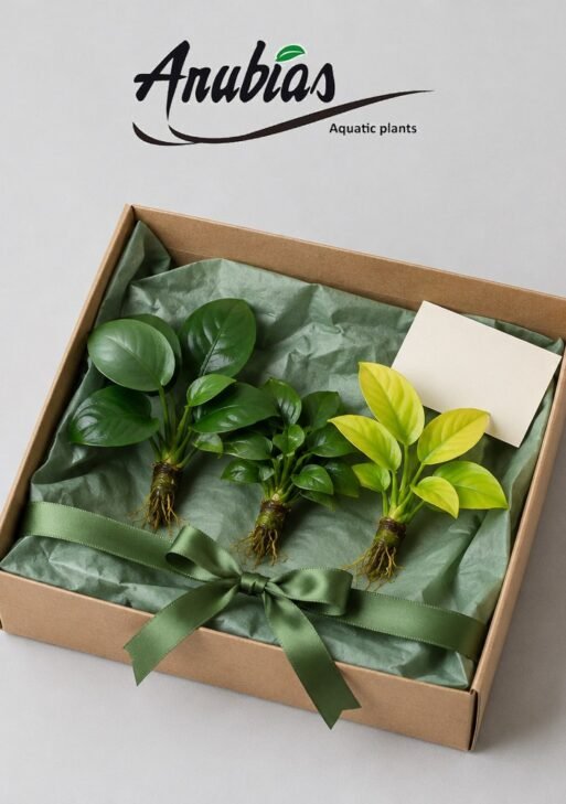 Anubias Gift Hamper — Starter (3 Plants)