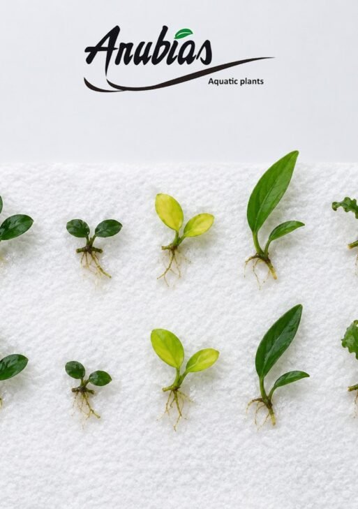 XS Grow-Your-Own Anubias Pack — 10 Mixed Starter Plants