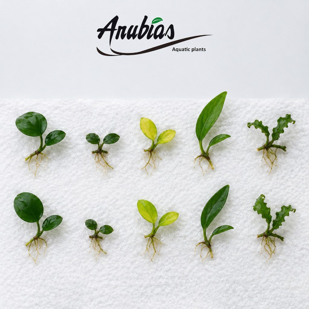 Ten XS Anubias starter plants in a mixed starter pack