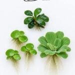 Anubias and Floating Plants Combo: Anubias Nana, Amazon Frogbit and Water Lettuce