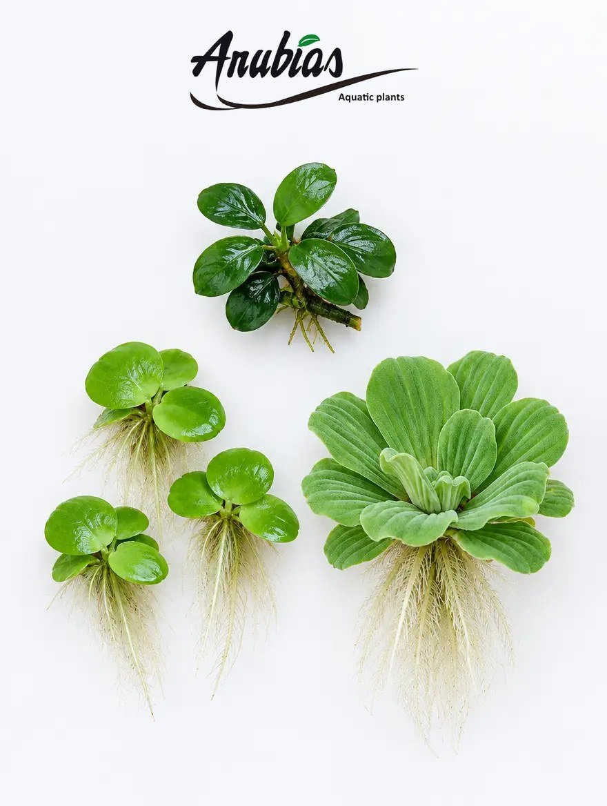 Anubias and Floating Plants Combo: Anubias Nana, Amazon Frogbit and Water Lettuce