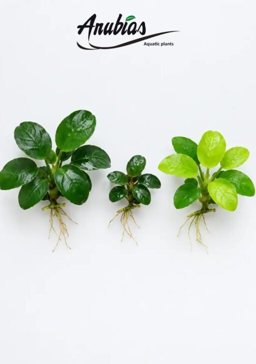 Anubias Beginner Trio — Nana, Nana Petite & Nana Gold