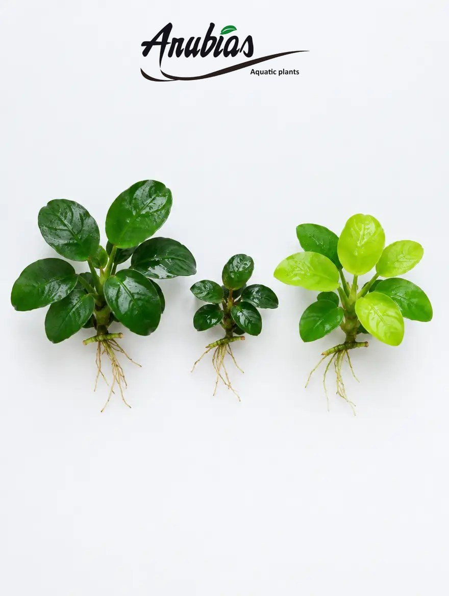 Anubias Beginner Trio: Anubias Nana, Nana Petite and Nana Gold