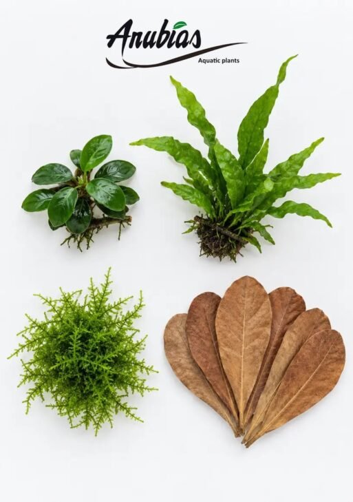 Betta Low-Tech Kit — Anubias, Java Fern, Java Moss & Almond Leaves