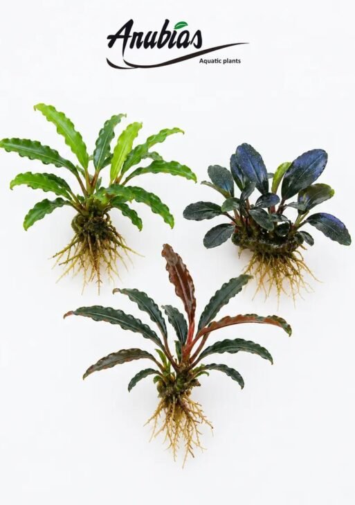Bucephalandra Collector’s Trio — Wavy Green, Kedagang & Catherinae