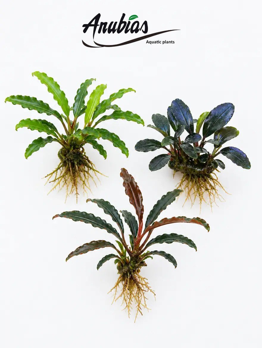 Bucephalandra Collector's Trio: Wavy Green, Kedagang and Catherinae