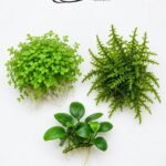 Nano Carpet and Epiphyte Starter: Monte Carlo, Christmas Moss and Anubias Nana Petite