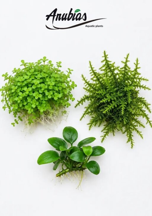 Nano Carpet & Epiphyte Starter — Monte Carlo, Christmas Moss & Anubias Petite