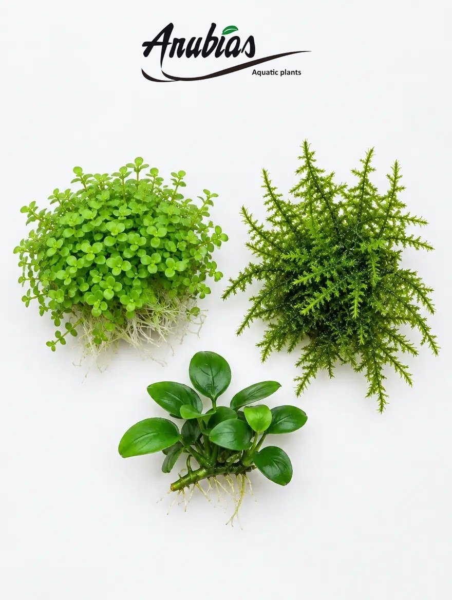 Nano Carpet and Epiphyte Starter: Monte Carlo, Christmas Moss and Anubias Nana Petite