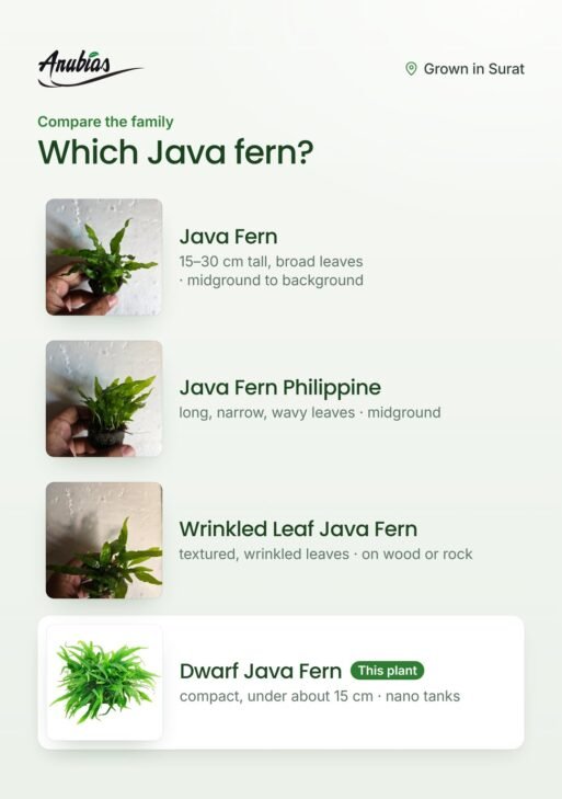 Dwarf Java Fern (Microsorum pteropus 'Green Gnome' or 'Mini')