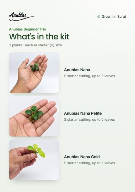 Anubias Beginner Trio — Nana, Nana Petite & Nana Gold
