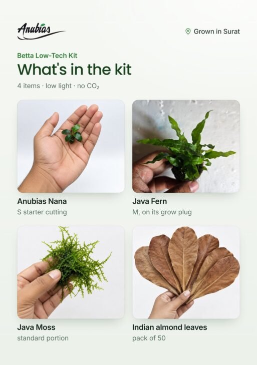 Betta Low-Tech Kit — Anubias, Java Fern, Java Moss & Almond Leaves