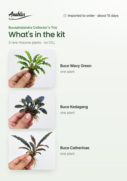 Bucephalandra Collector’s Trio — Wavy Green, Kedagang & Catherinae