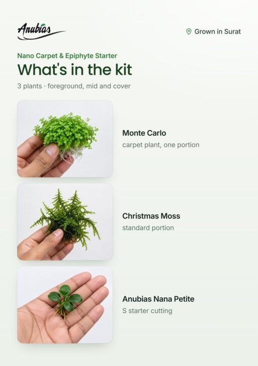 Nano Carpet & Epiphyte Starter — Monte Carlo, Christmas Moss & Anubias Petite