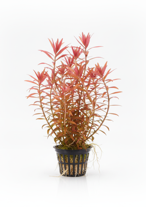 Rotala ‘Blood Red’ (Rotala sp.)