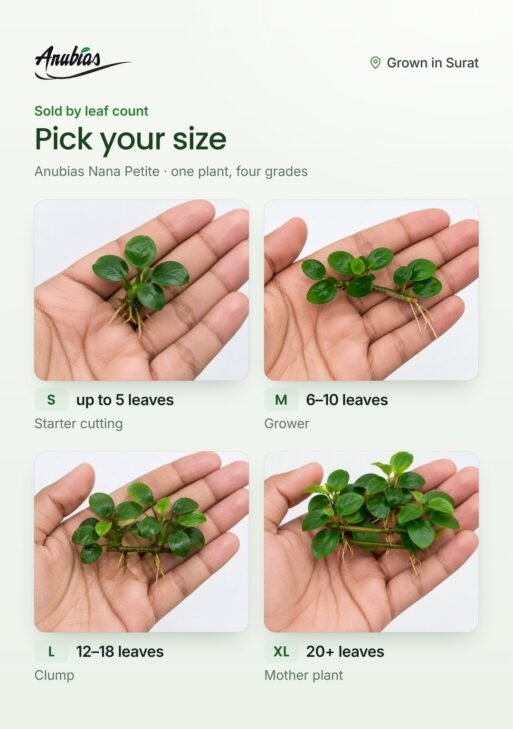 Anubias Nana Petite