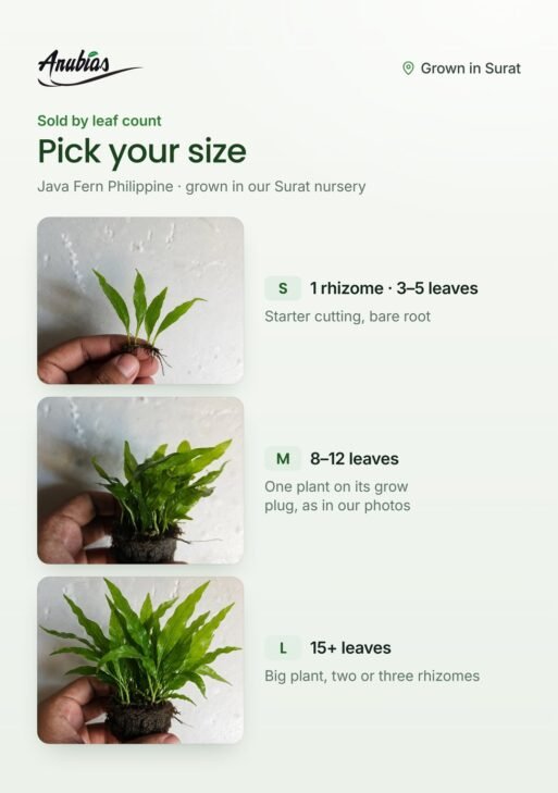 Java Fern Philippine