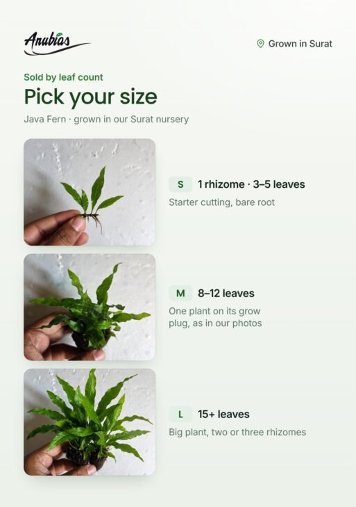 Java Fern (Microsorum pteropus)