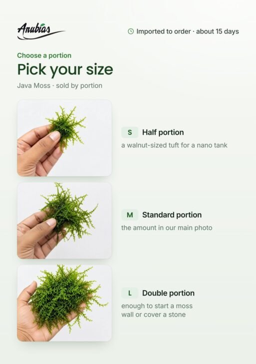 Java Moss (Taxiphyllum barbieri)