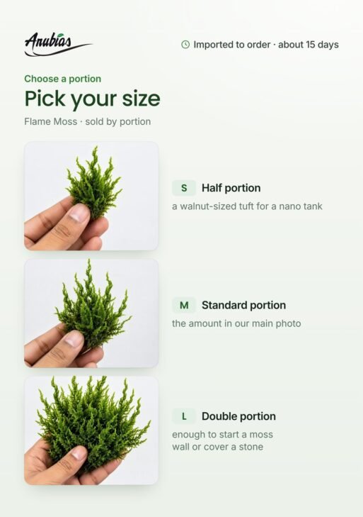 Flame Moss (Taxiphyllum sp. 'Flame')