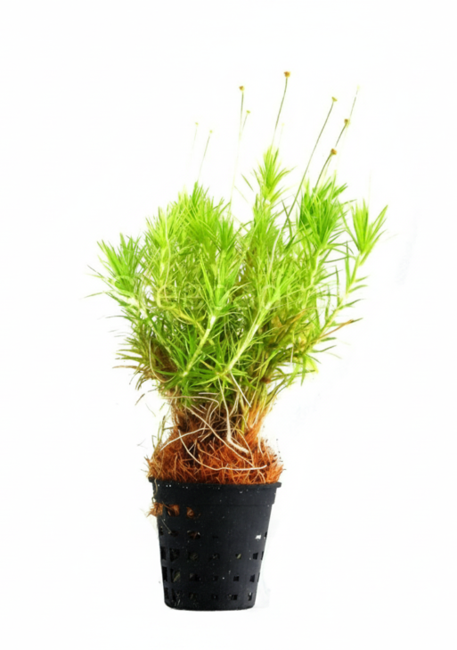 Syngonanthus ‘Lago Grande’