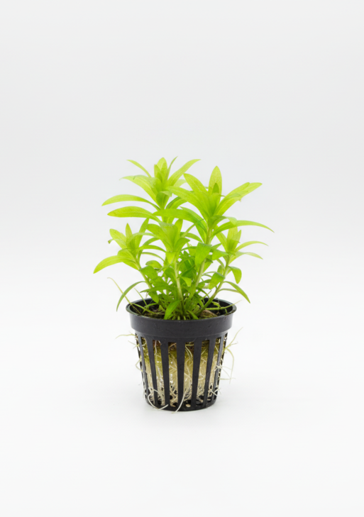 Tonina fluviatilis